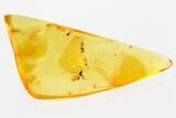 Detailed Fossil Parasitoid Wasp (Diapriidae) In Baltic Amber #367452-1